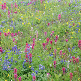 Wildflowers in Morning Fog #1 by Nancy Gleason