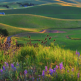 Wildflowers of the Palouse by Kevin Schwalbe