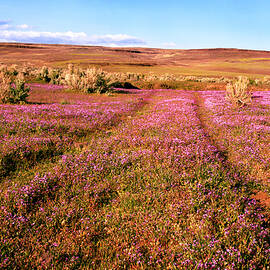 Wildflowers on the Noble Immigrant Trail - Lassen County CA by Mike Lee