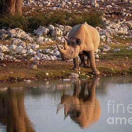 Wildlife in Etosha National Park, Namibia by Sami Sarkis Photography