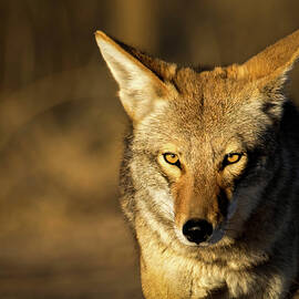 Wiley Coyote by Rebecca Herranen