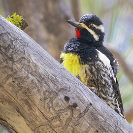Williamson's Sapsucker on a Branch - Sierra County California by Mike Lee