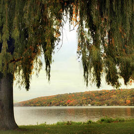 Willows of Stewart Park by Jessica Jenney