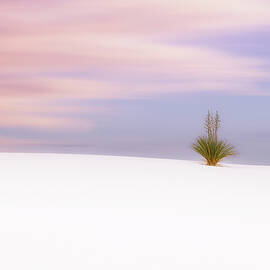 Windswept Serenity by Kevin Schwalbe