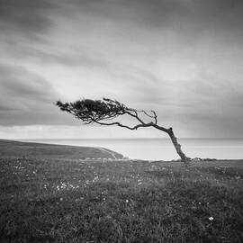 Windswept Tree On Went Hill by Will Gudgeon