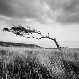 Windswept by Will Gudgeon