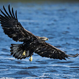 Wing Tips by James Overesch