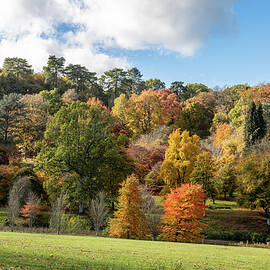 Winkworth Arboretum #2 by Shirley Mitchell