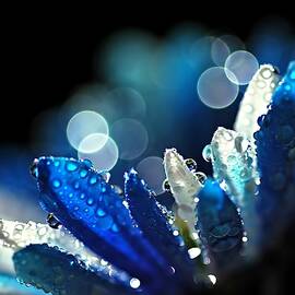 Winter Blues by Ursula Abresch