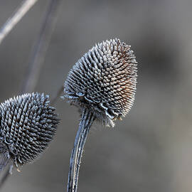 Winter Coneflowers