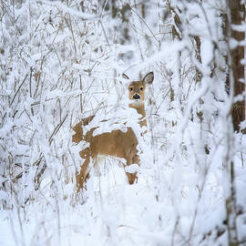 Winter Deer by Dan Sproul