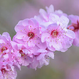 Winter Ends in Pink by Nancy Gleason