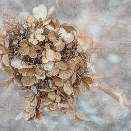 Winter Hydrangea by Penny Polakoff
