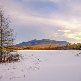 Winter Larch, Cherry Mountain Views by Jeff Sinon