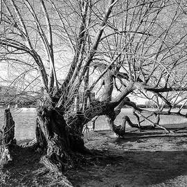 Winter on the Charles by Steven Nelson