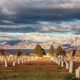 Winter Orchard with Snowy Mountains - New Mexico by Tatiana Travelways
