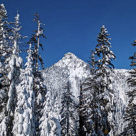 Winter Peak Through the Trees