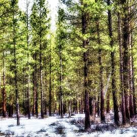Winter pine forest in Central Oregon by Bruce Block