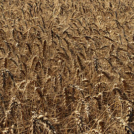 winter wheat field ready to havest 001 by Flees Photos