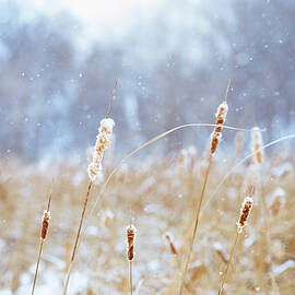 Winter Whispers in the Marsh by Kevin Schwalbe
