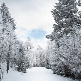 Winter Wonder by Rebecca Herranen