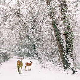 Winter Wonders by Jessica Jenney