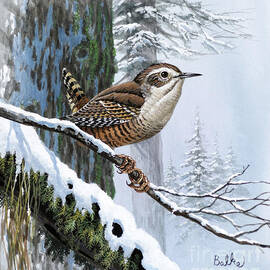 Winter Wren by Don Balke