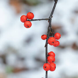 Winterberries in Snowy Woodland by Dave King