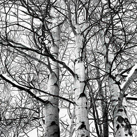 Wintered Aspens by Joe Schofield