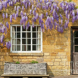 Wisteria on a Cotswolds stone cottage, Broadway, England by Neale And Judith Clark