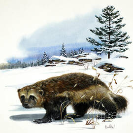 Wolverine And White Pine by Don Balke