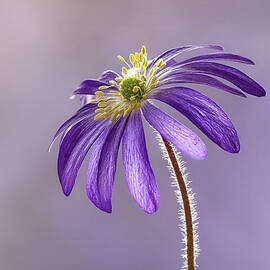 Wood Anemone 3 by Shirley Mitchell