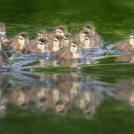 Wood Duck Family by Susan Candelario