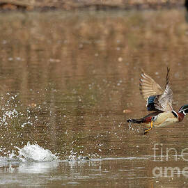 Wood Duck Takes Flight by Natural Focal Point Photography