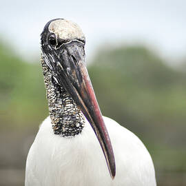 Wood Stork Portrait by Rebecca Herranen