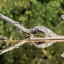 Wooden Abstract in Color by Kelley King