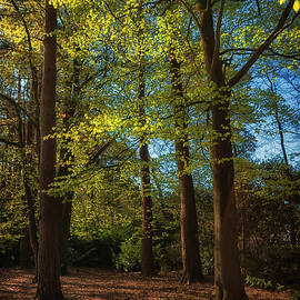 Woodland by Chris Boulton