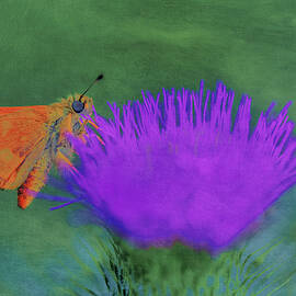 Woodland Skipper Butterfly on Purple Thistle by Bruce Block
