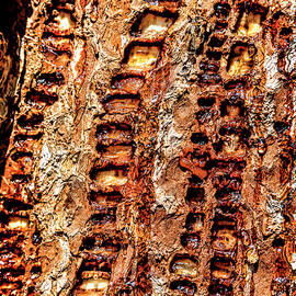 Woodpecker Sapsucker by Kelley King