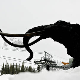 Woolly in a White Out, Mammoth Mountain, Mammoth Lakes, California by Bonnie Colgan
