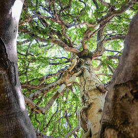 Yarmouth Beech by Steven Nelson
