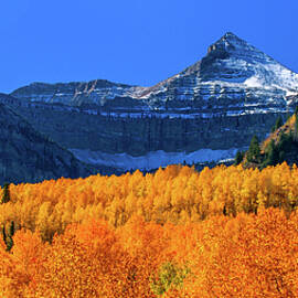 Yellow Aspens Below Mount Timpanogos by Abbie Matthews