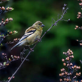 American Goldfinch by Joe Fisher
