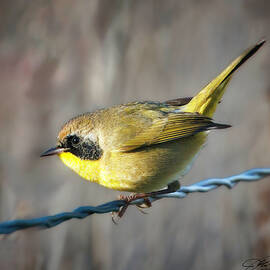 Yellow Bird on a Wire by Joe Fisher