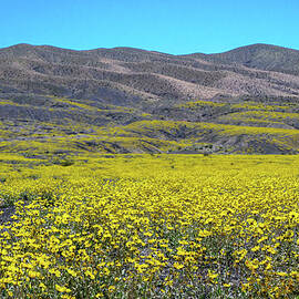 Yellow Bloom in Death Valley by Matt Halvorson