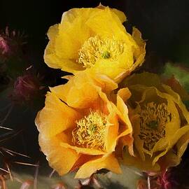 Yellow cactus flowers by Tatiana Travelways