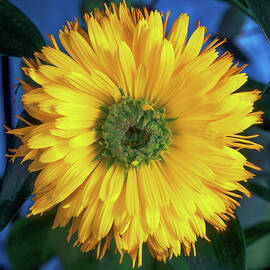 Yellow Calendula by Seeables Visual Arts