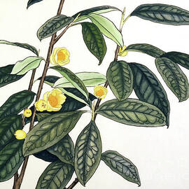 Yellow Camellias by Ren Yu