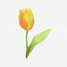 Yellow Friendship Tulip by Elizabeth Reich