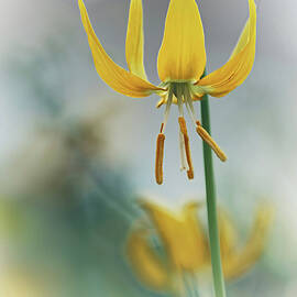 Yellow Glacier Lily by Ursula Abresch